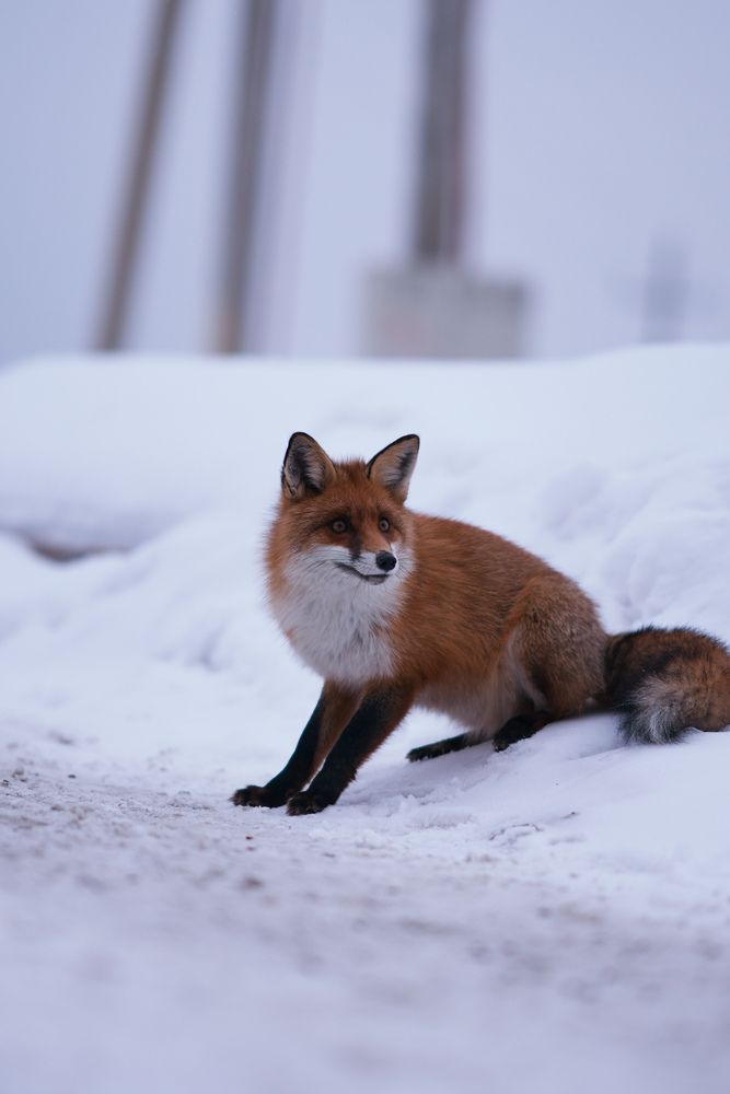 Photograph by Анастасия Пьянкова