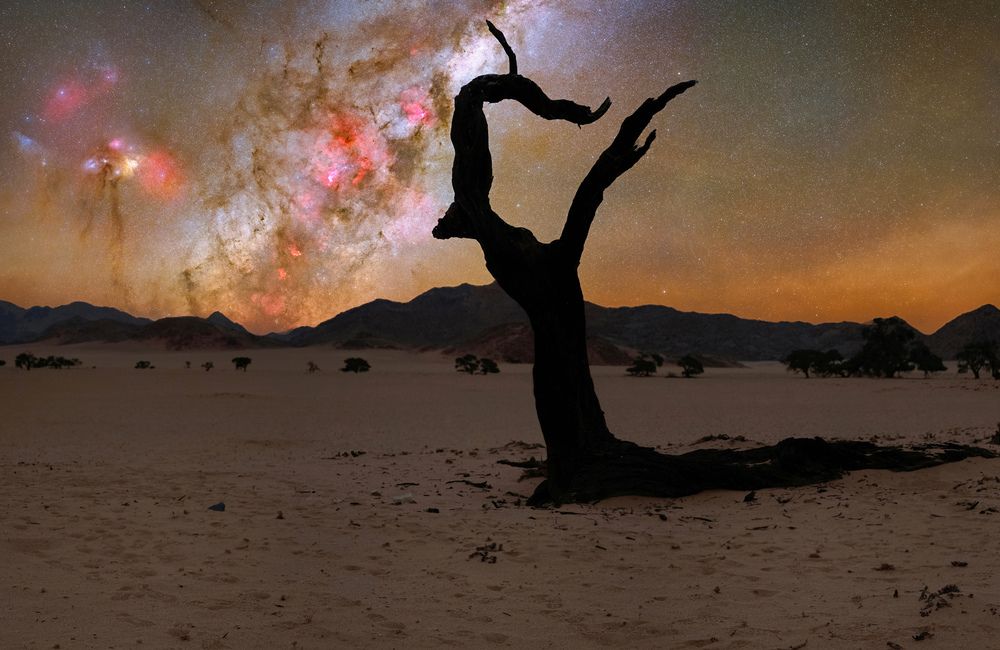 Dragon Tree, Kanaan Retreat, May 2024, Namibia