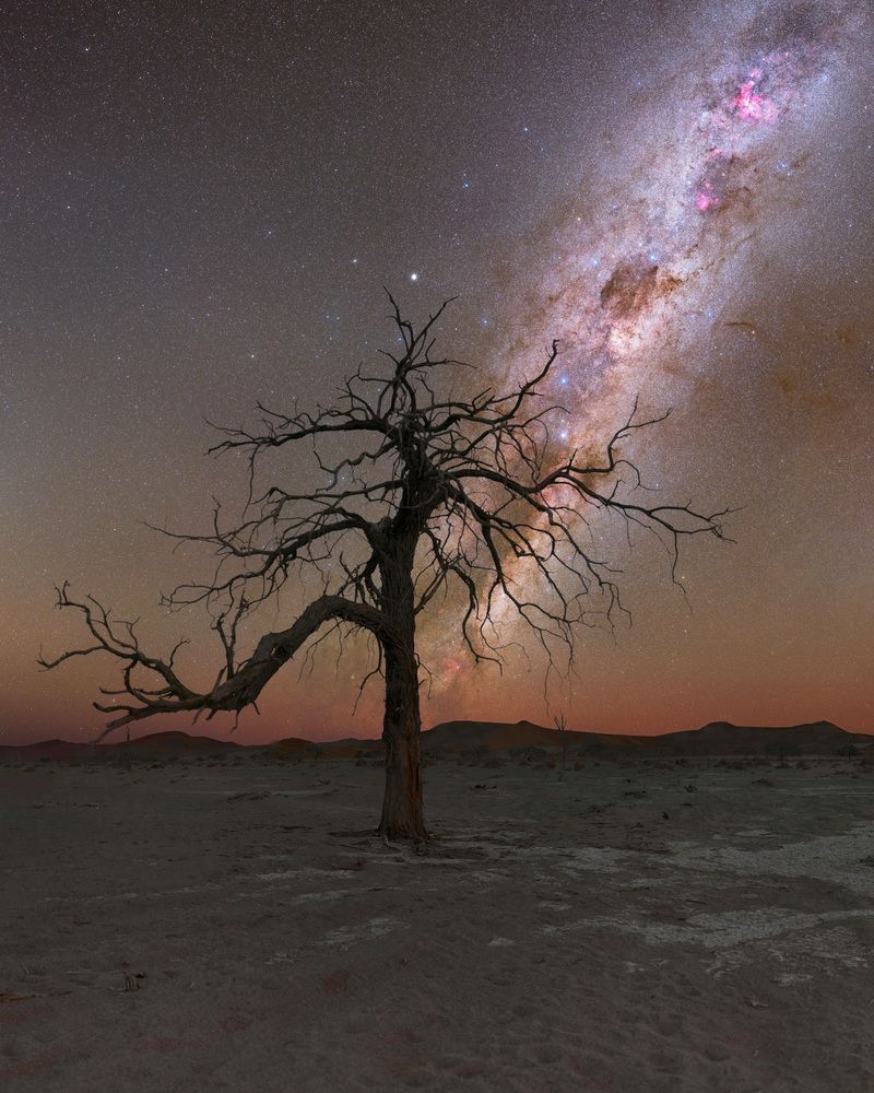 Tree on the Parking of Deadvlei, May 2024, Namibia