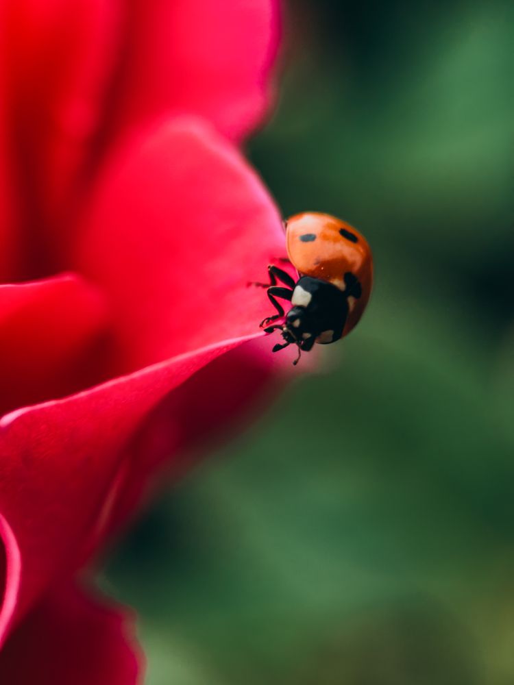 Photograph by Екатерина Щербинина