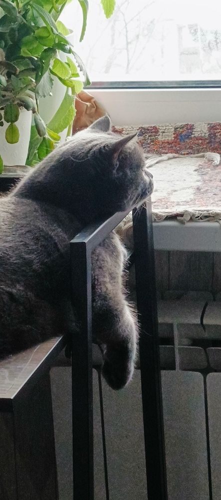 Photo #13239316