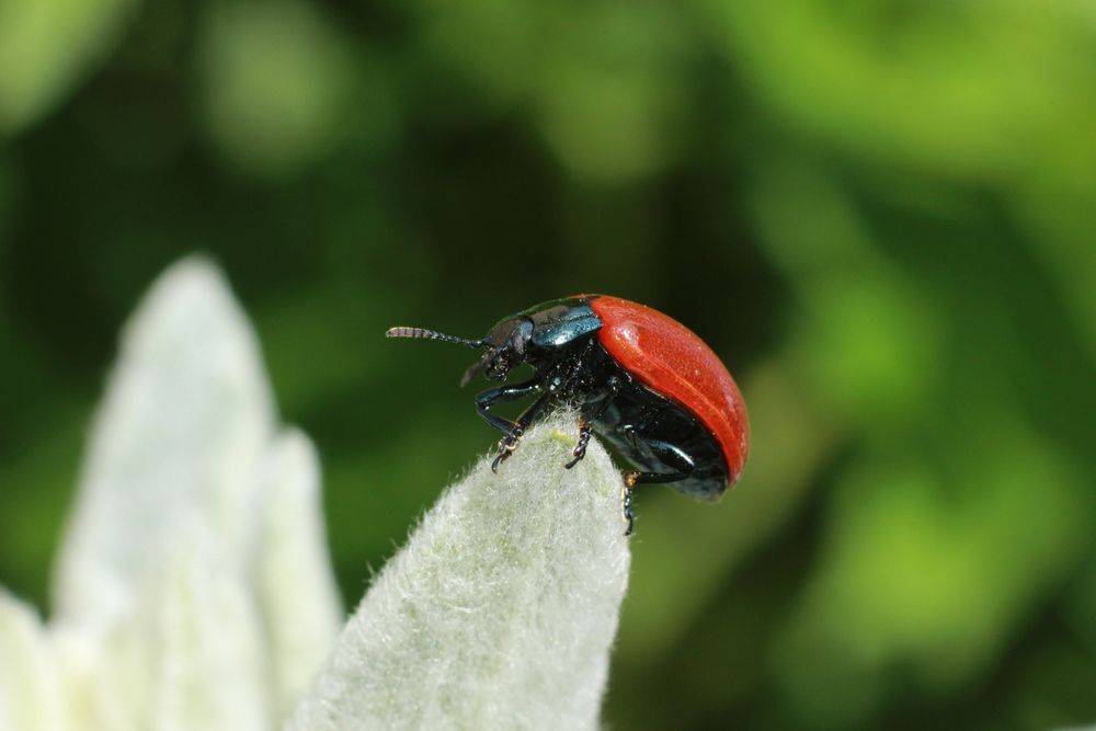 Photograph by Елена Карпухно