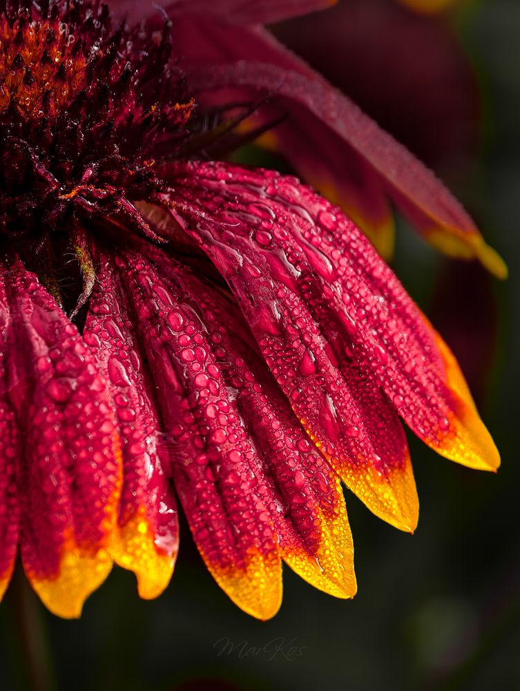 Photograph by Konstantin Martynov