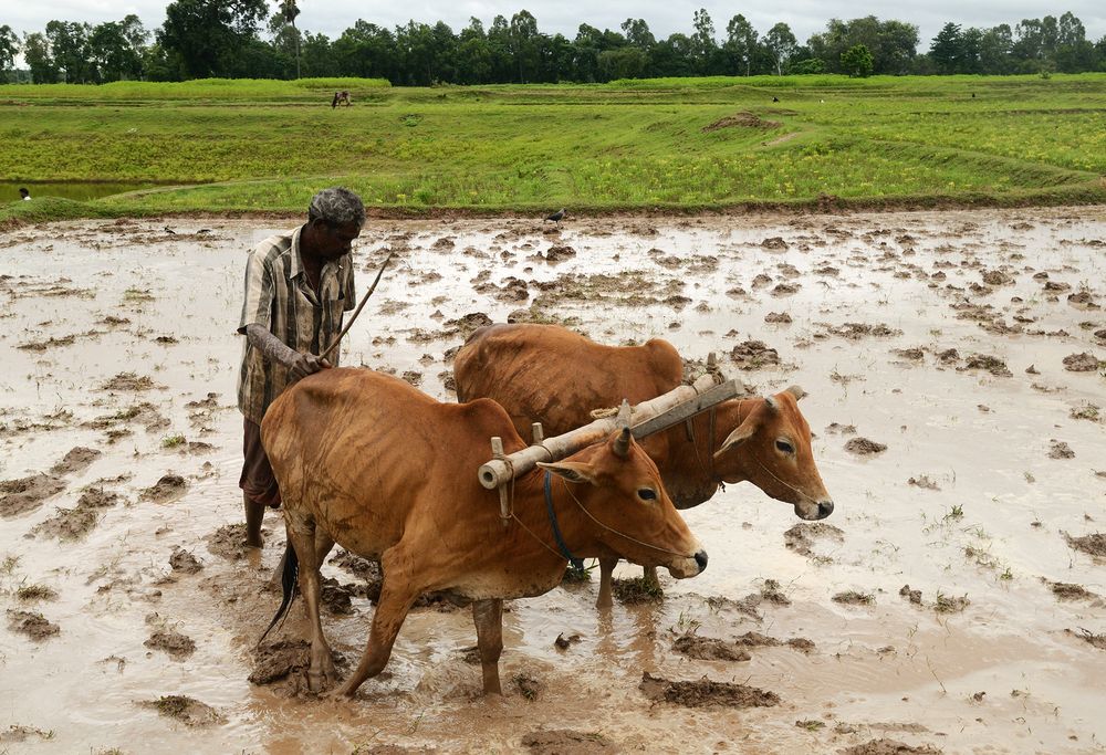 Photograph by Kaushik Dolui