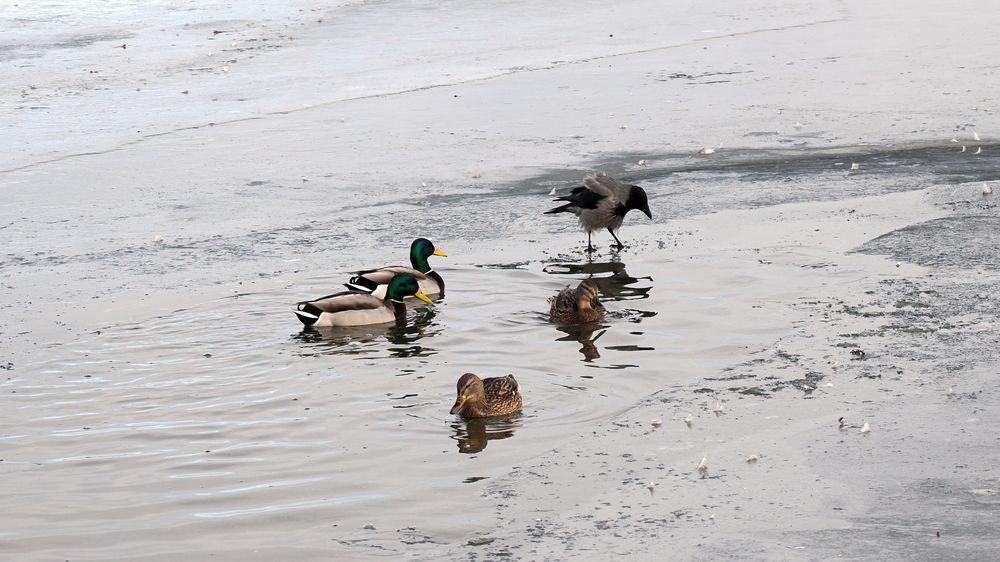 Фотография автора николай зайцев