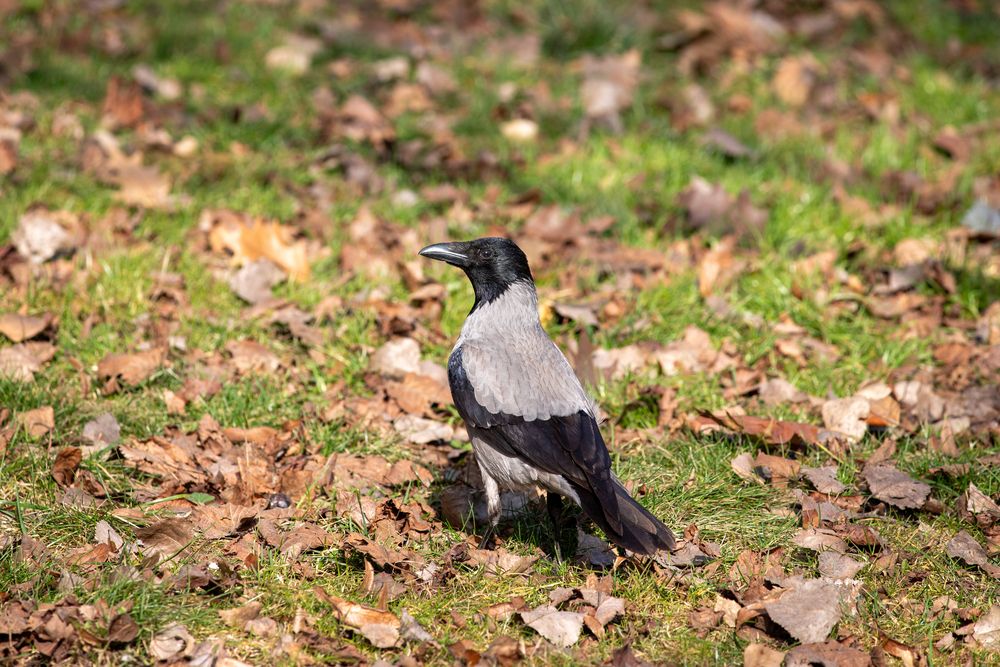 Блестящая модель