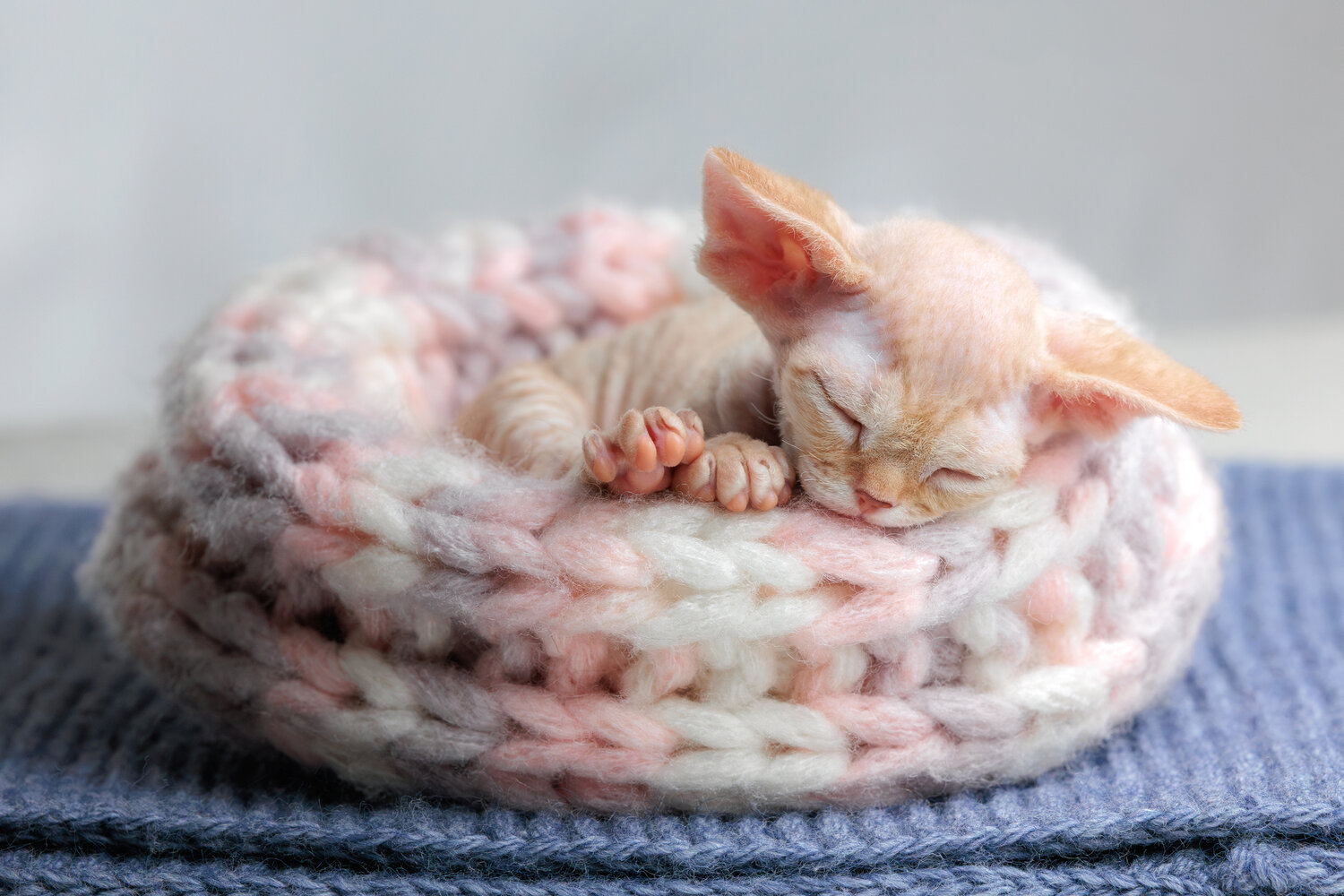 Photo #13239805