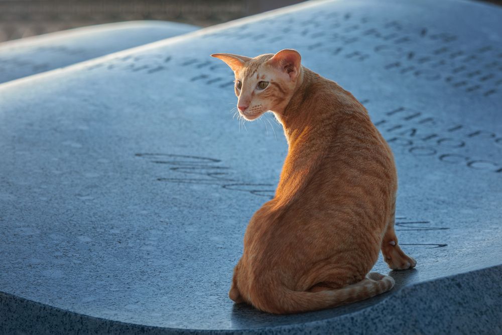 Photograph by Зубкова Юлия