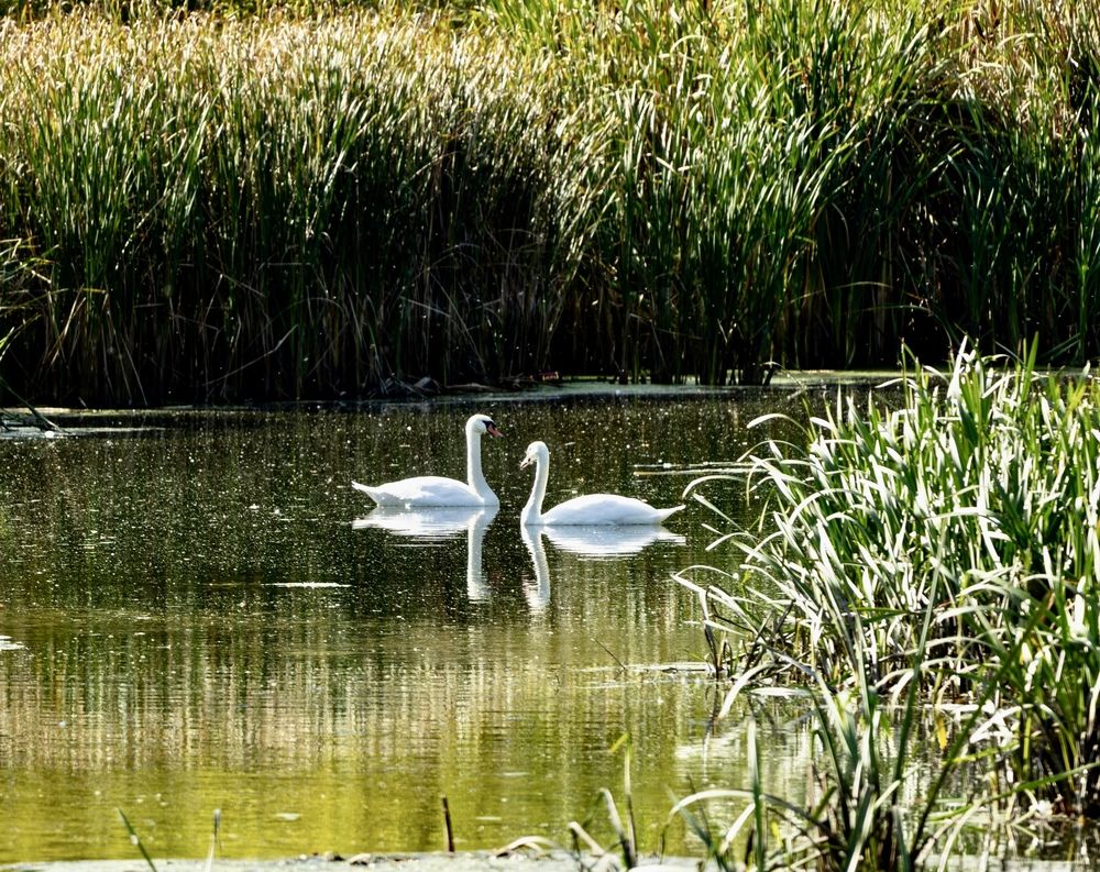 Photograph by Ирина Бабич