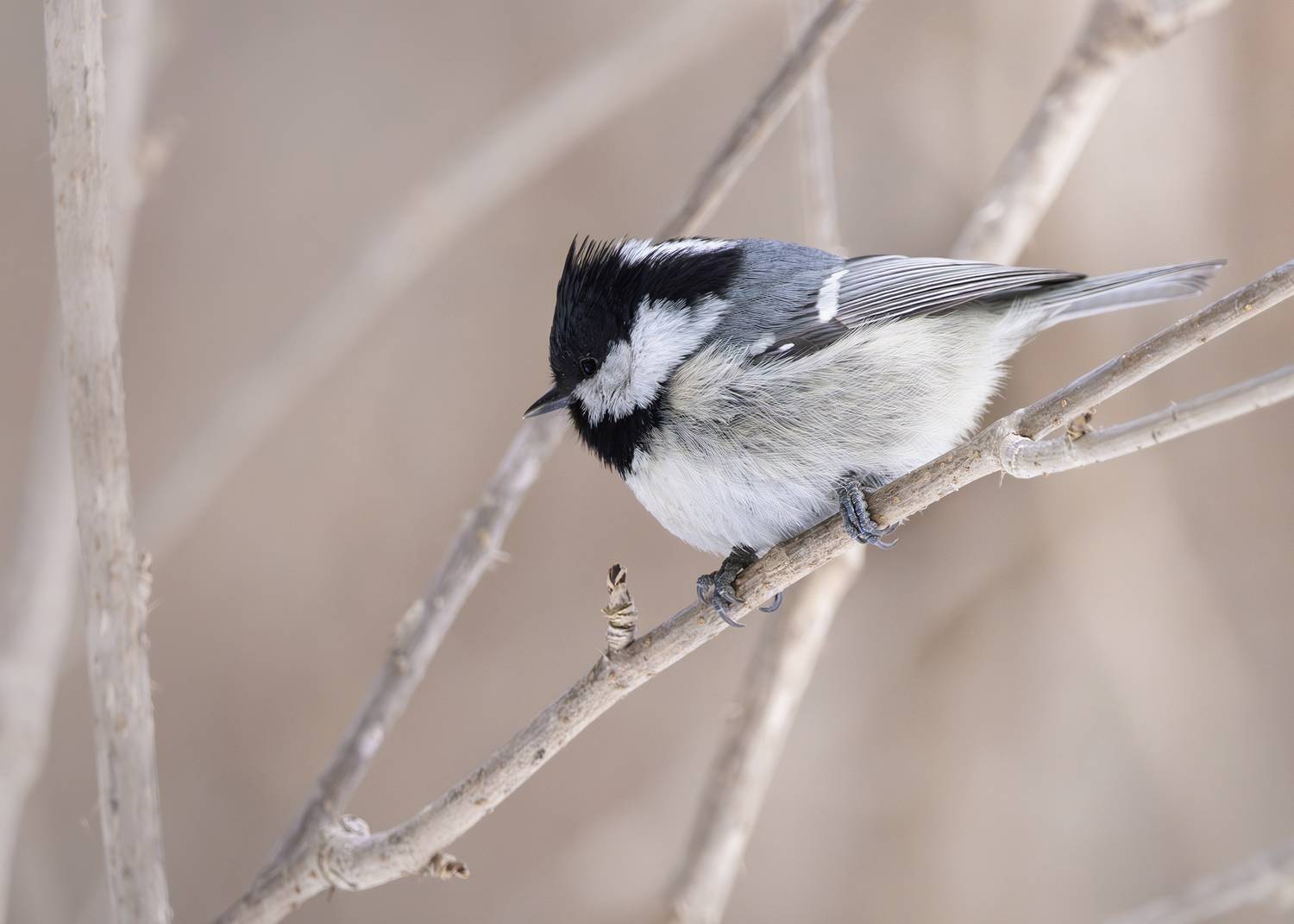 Московка, Parus ater