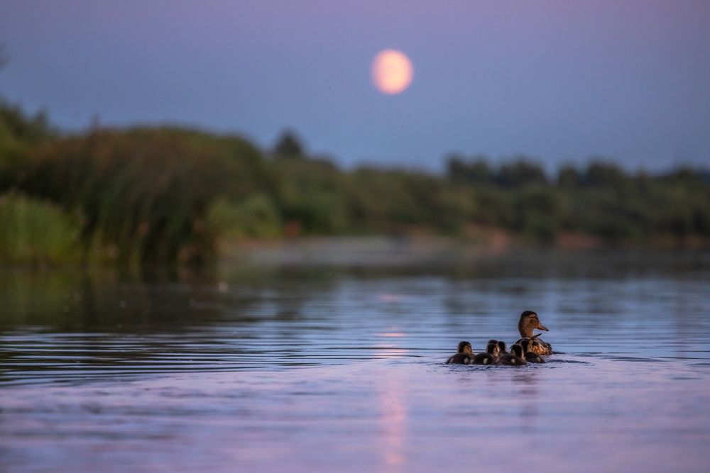 Фотография автора Панагушин Сергей