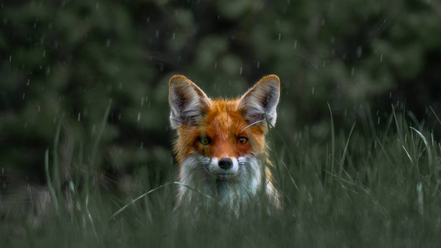 Перед тем как исчезнуть