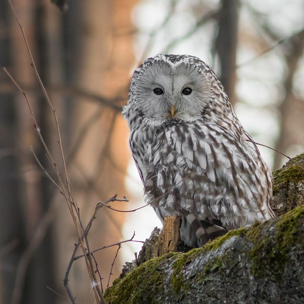 Фотография автора Суслов Дмитрий