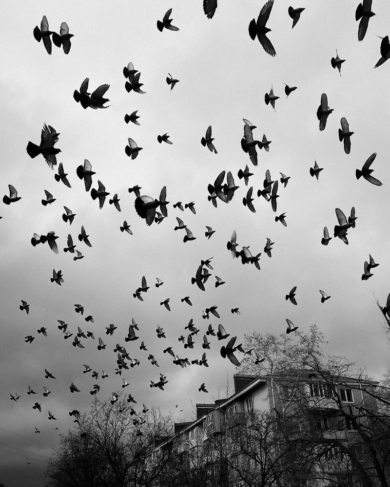 Photograph by Сергей Удовиченко