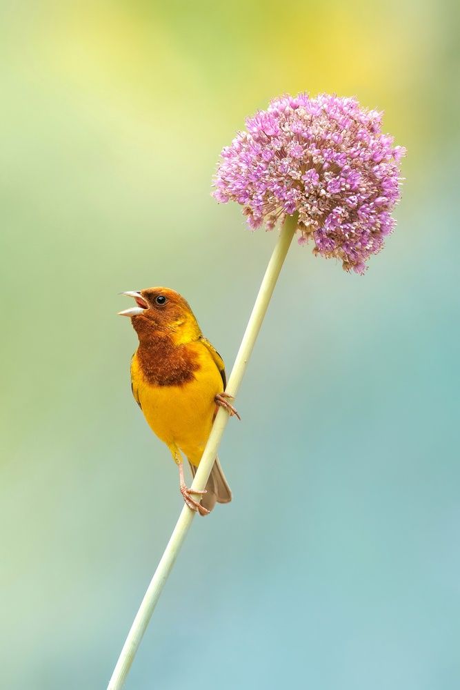 Photograph by Ali Deyabadi