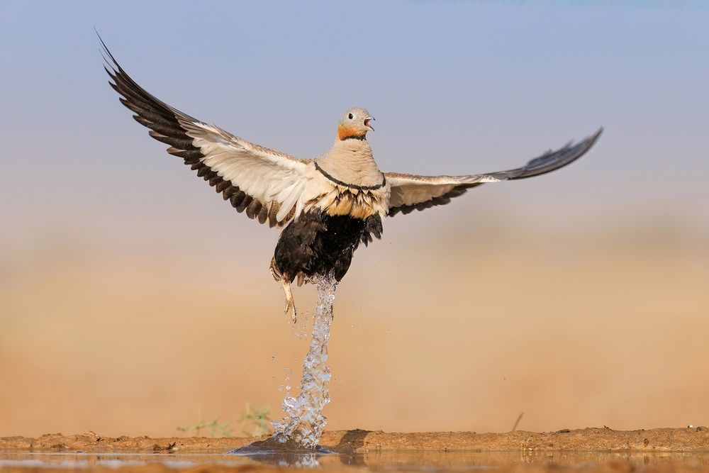 Photograph by Ali Deyabadi