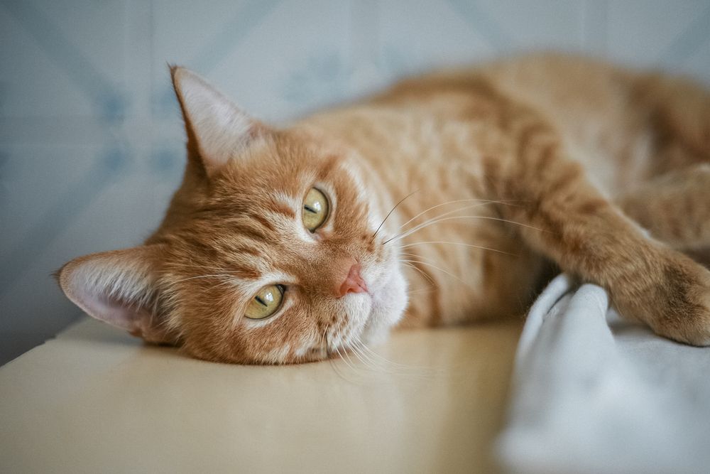 The ginger and the imposter