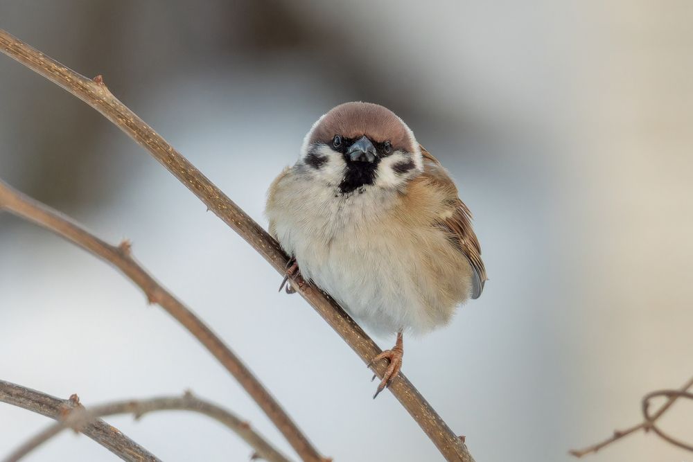 Photograph by АНДРЕЙ АБАКУМОВ