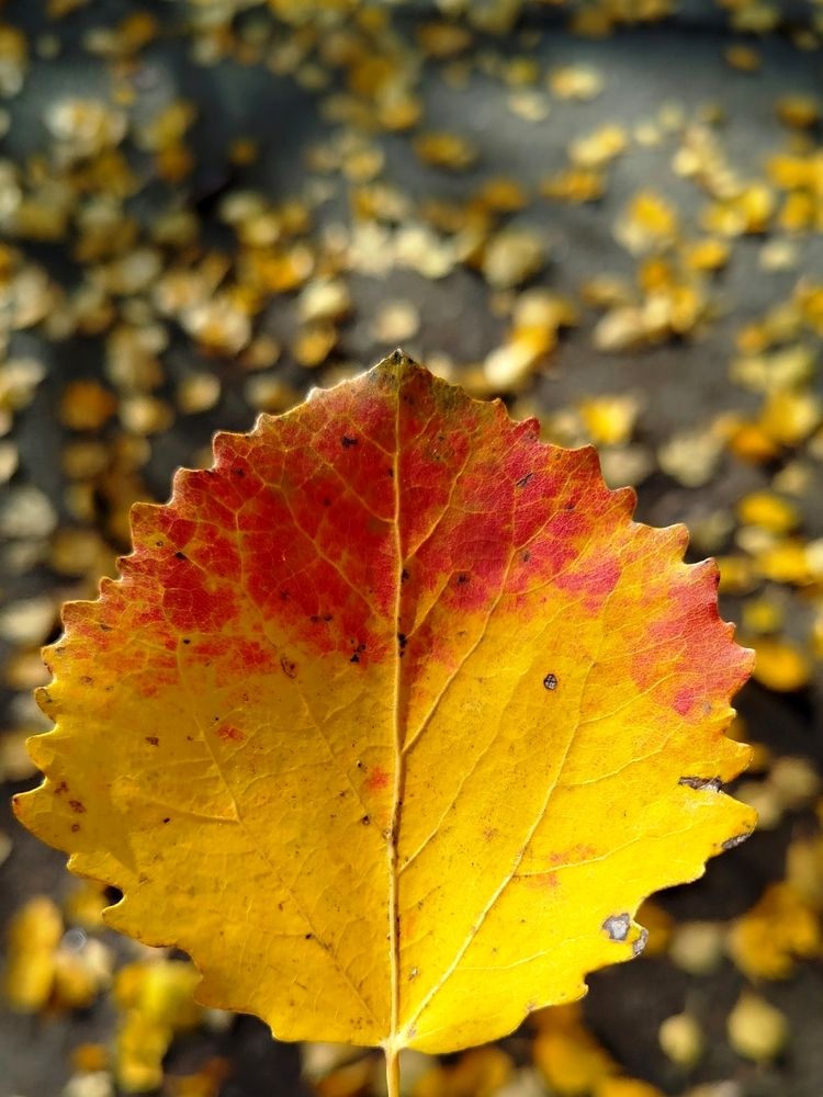 Осиновый лист