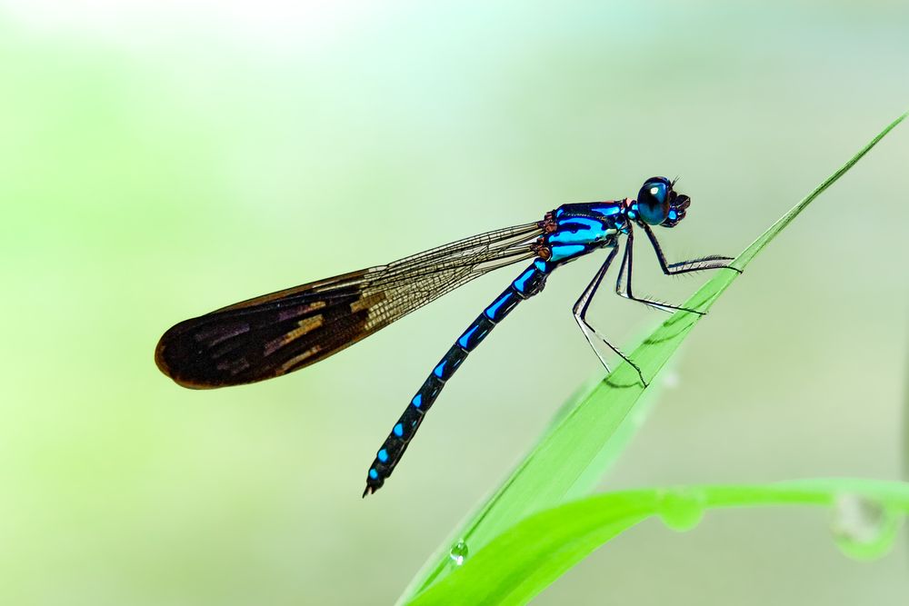 Blue Jewel Damselfly