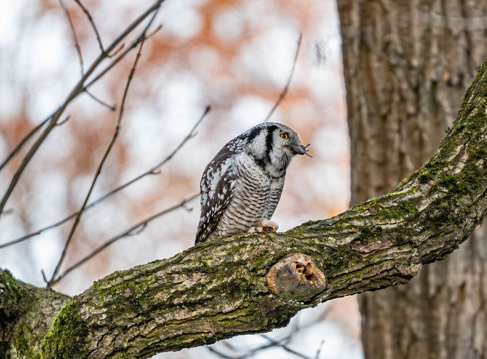 Photograph by Денис Гуляев
