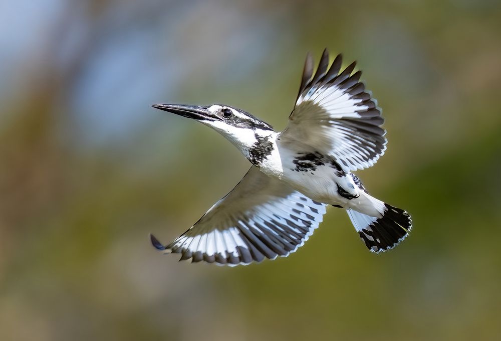 Master of the air and water