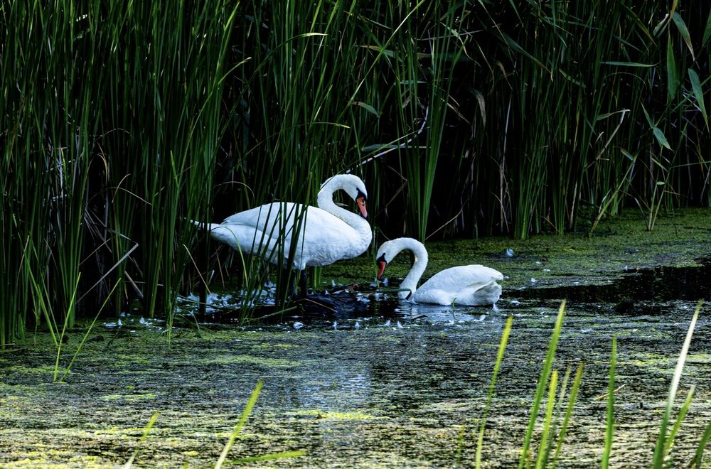 Photograph by Ирина Бабич