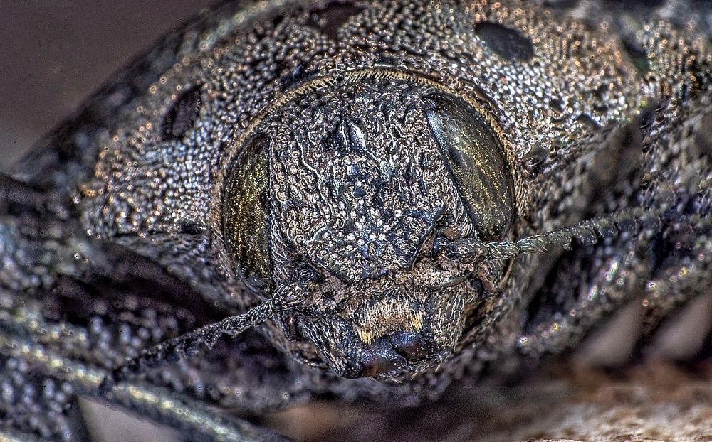 Photograph by Ali Deyabadi