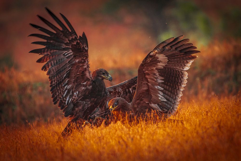 Steppes are in action with golden light.