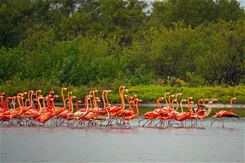 Photograph by Rodolfo Pimentel