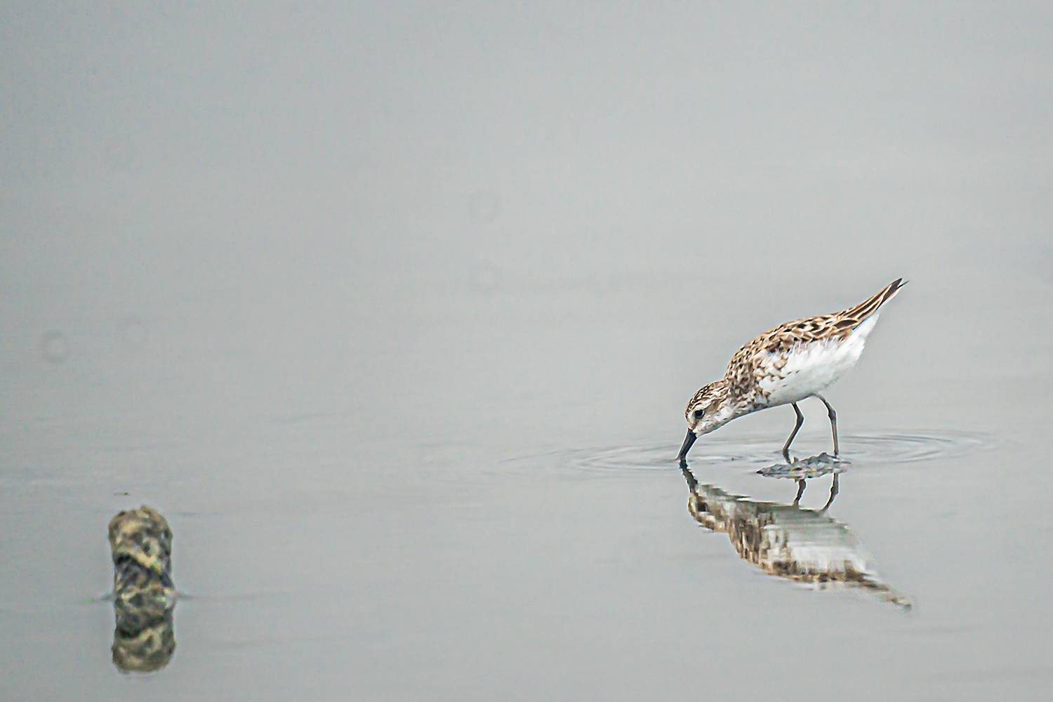 Фотография #13241179