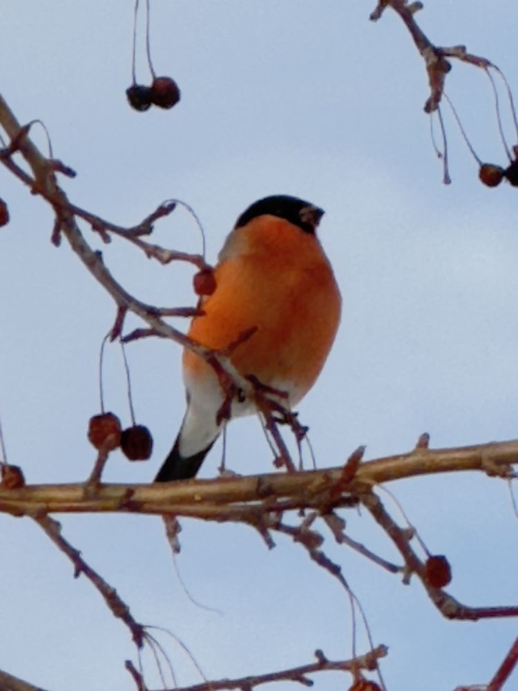 Фотография автора Галина Шиманцова