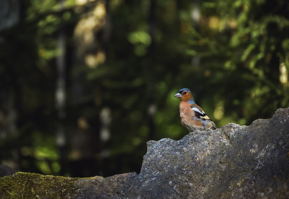 Фотография автора Александра Щирова