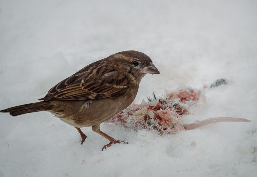 Фотография автора Александра Щирова