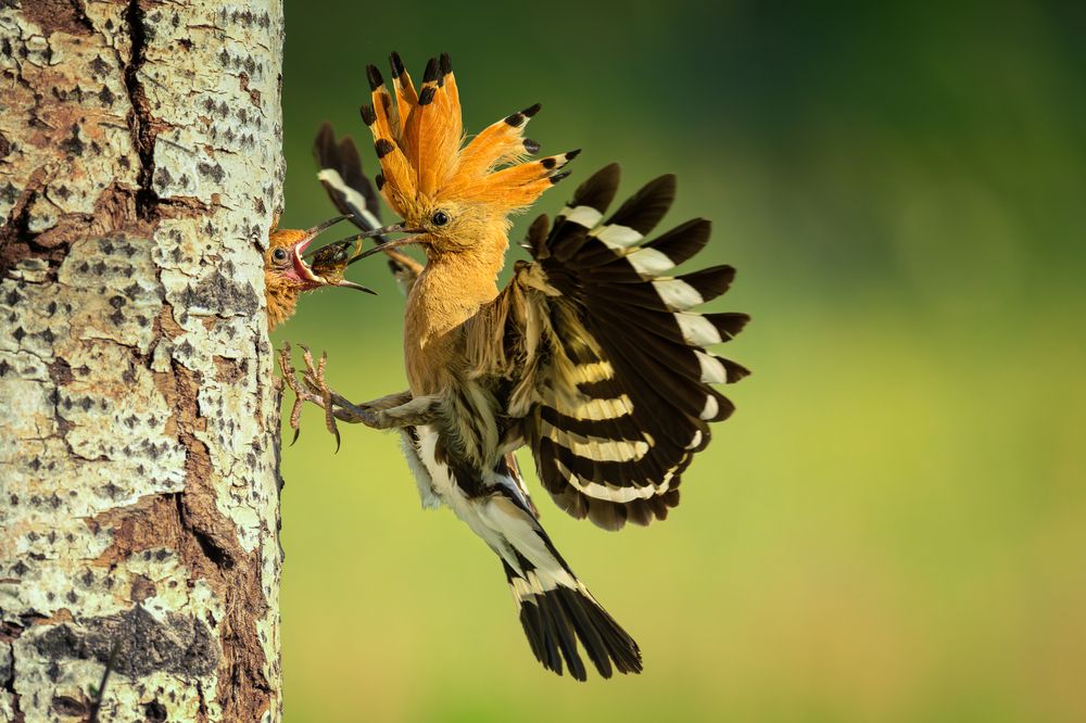 Photograph by Tímea Ambrus