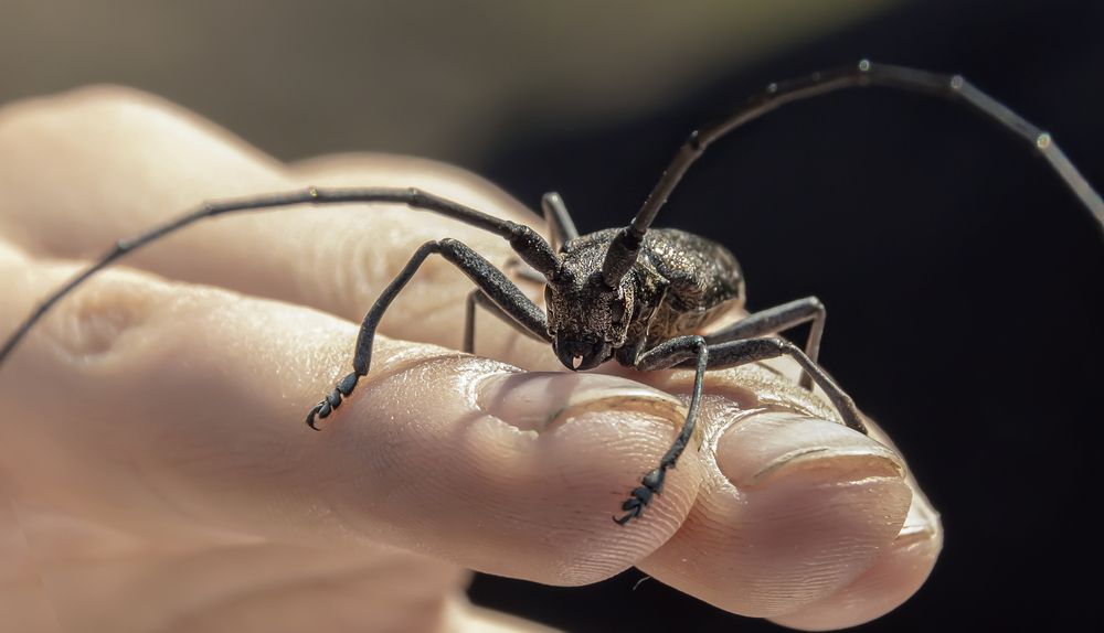 Фотография автора Александра Щирова