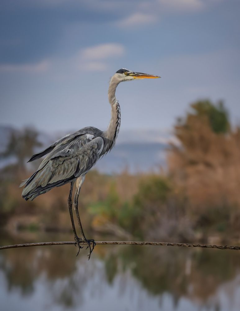Photograph by Марина Ческис