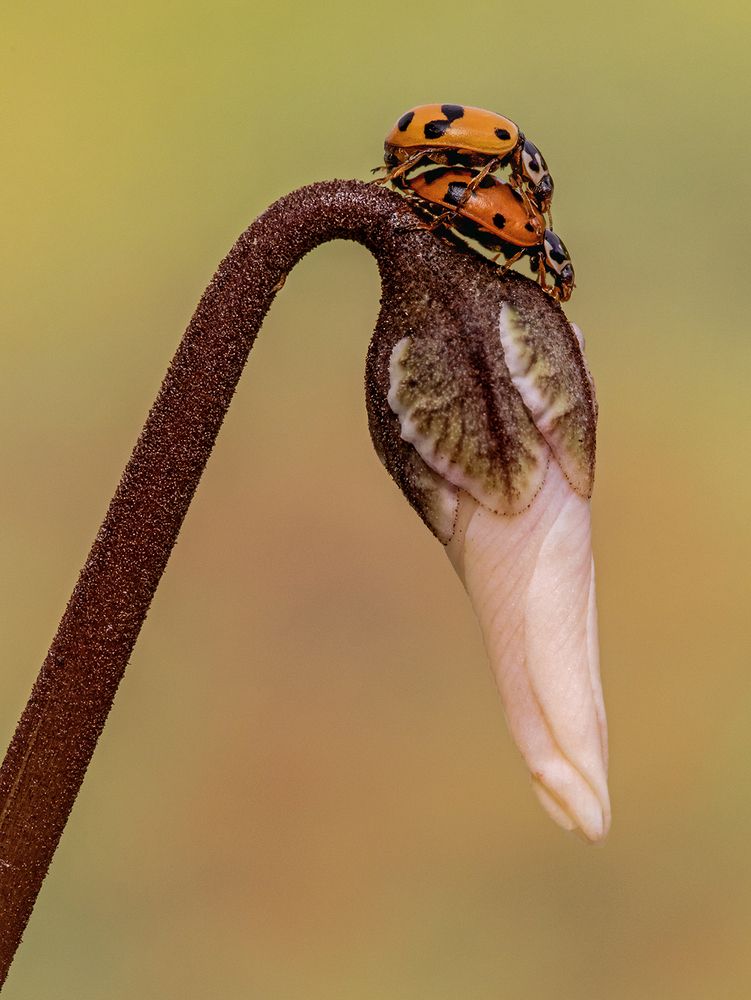 Photograph by Mario Fiorucci