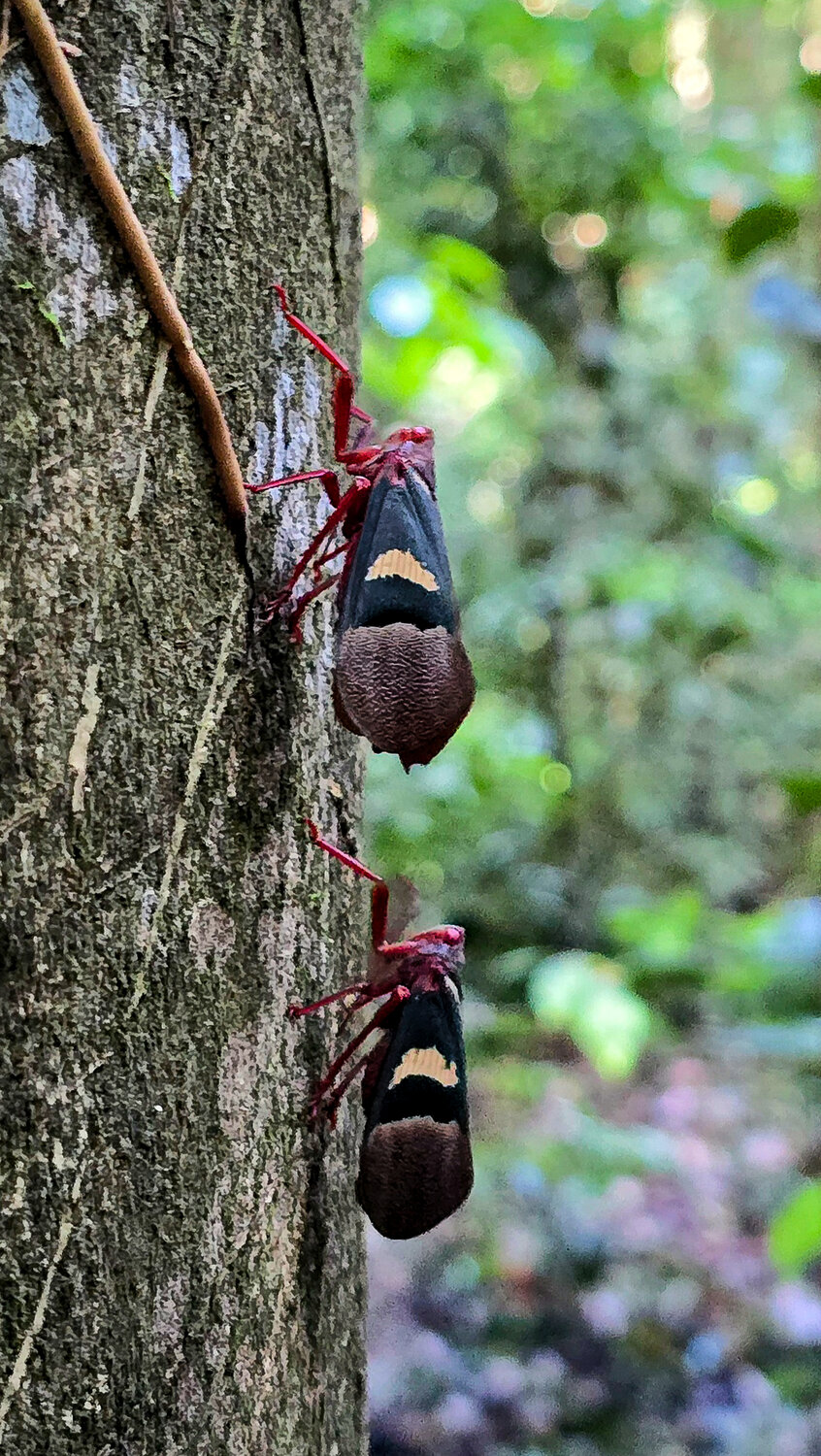 Lantern Bugs, North Sulawesi Indonesia