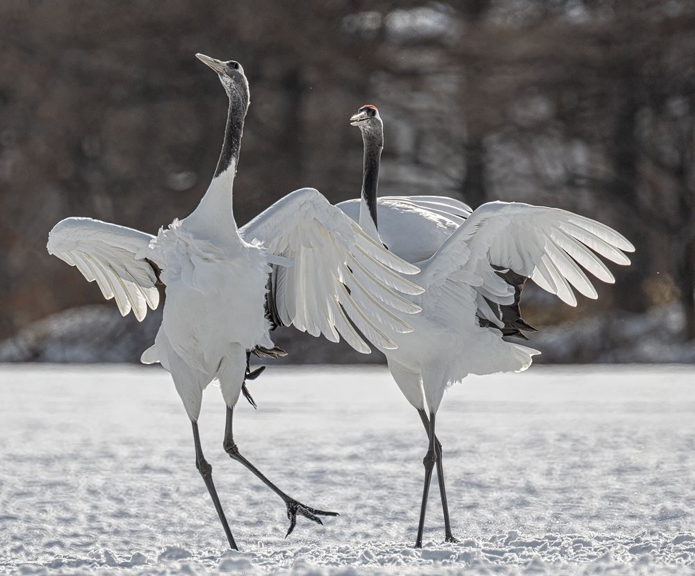 Photograph by Vorobeychik Vladimir