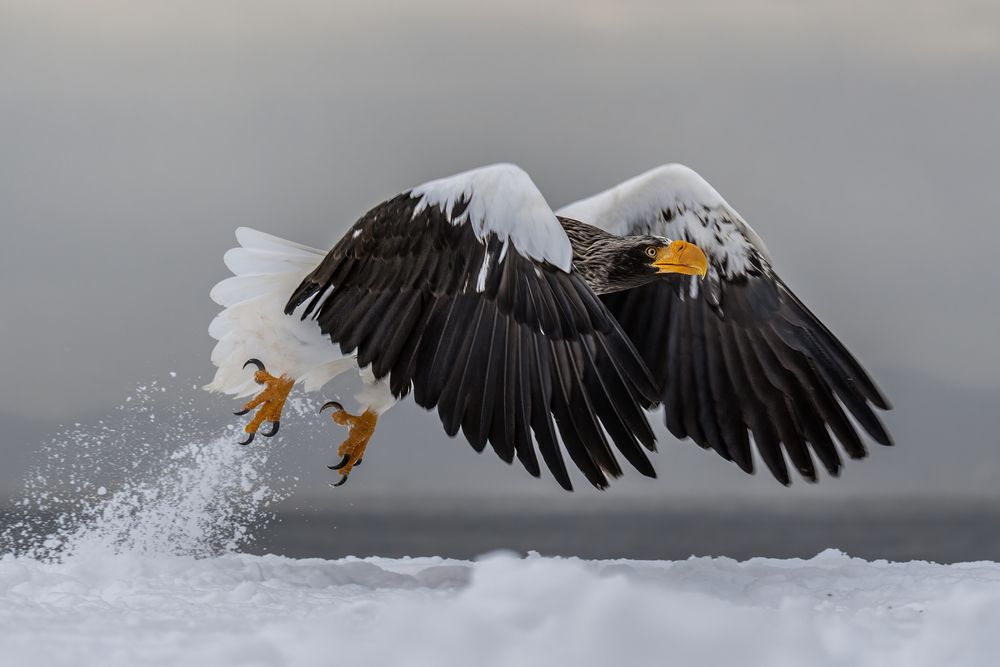 Photograph by Vorobeychik Vladimir