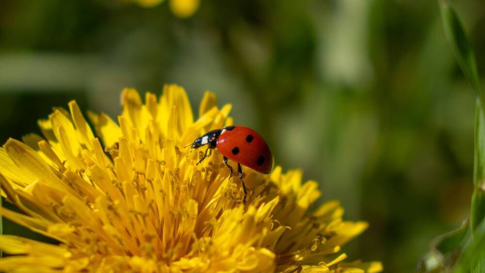 Фотография автора Виталий Панченко