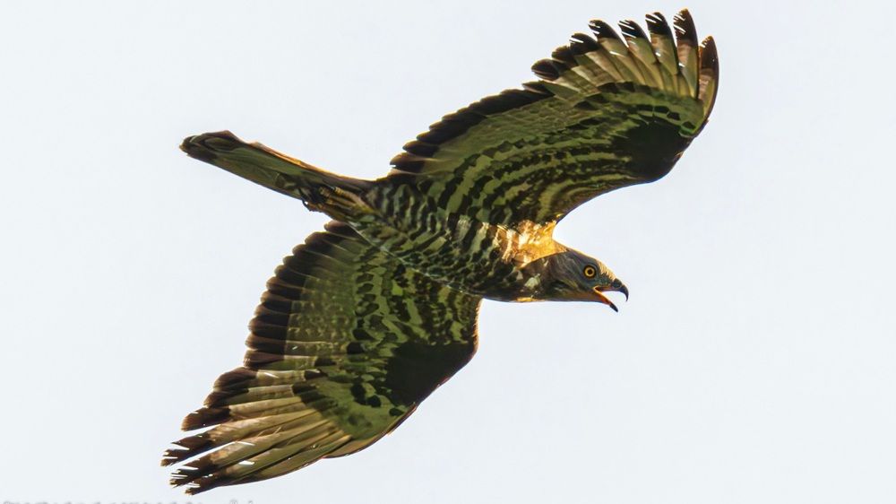 Photograph by Beshenyaga Media