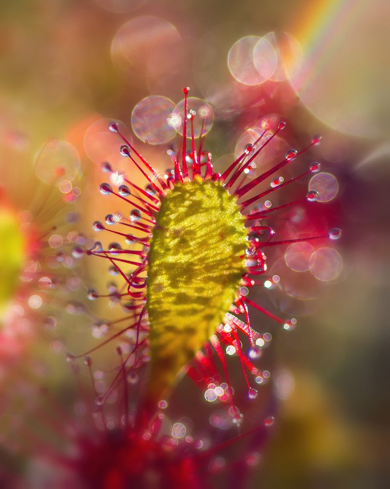 Ловец света