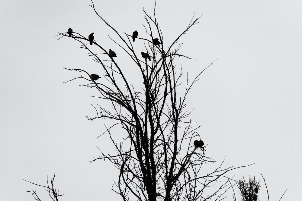 Фотография автора Vladimir liametz