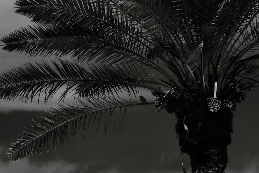 Фотография автора Vladimir liametz