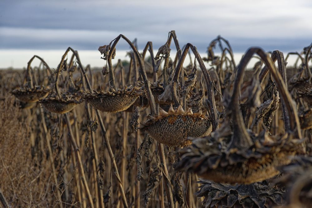 Подсолнухи