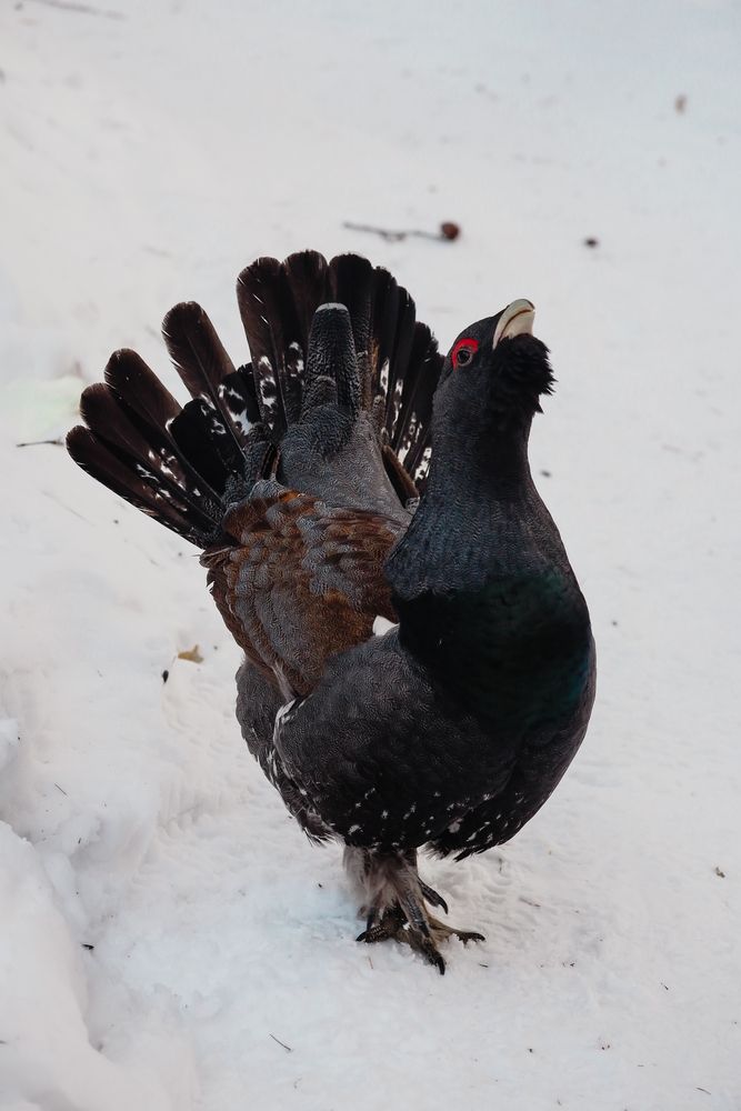 Photograph by Надежда Пахомова