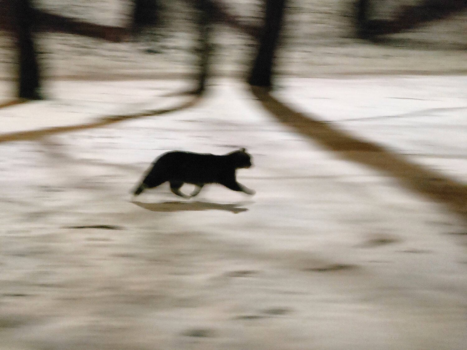 Photo #13242123