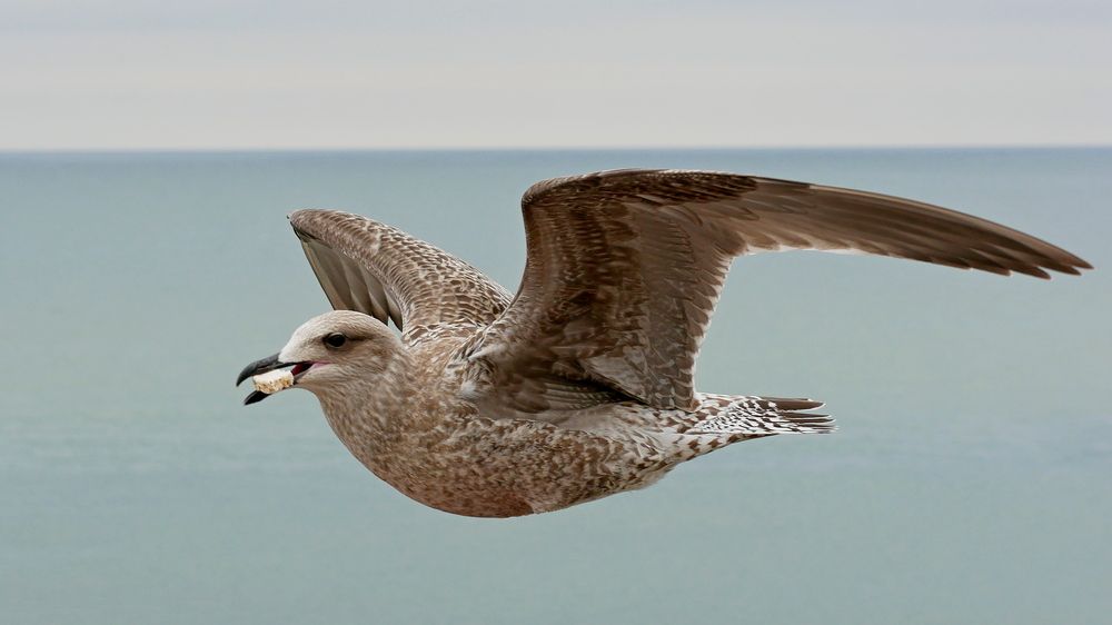 Фотография автора Владимир Лобанов